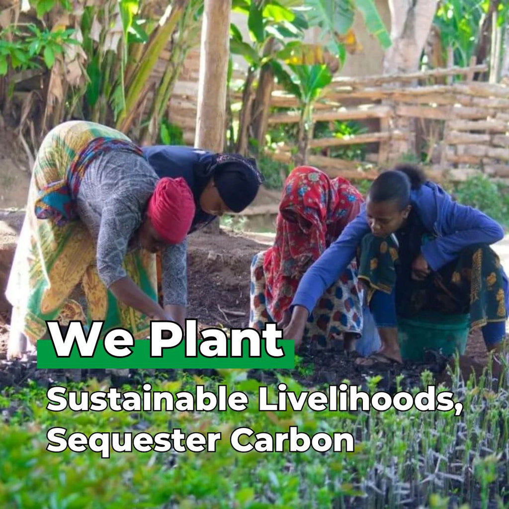 Every Forest Starts From a Single Seed – Tree Kit - We Plant 20 Trees-3
